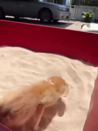 dig