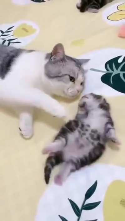 Kitten has Nightmare as Mommy calms child down