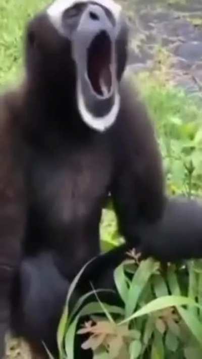 Monkey go brr