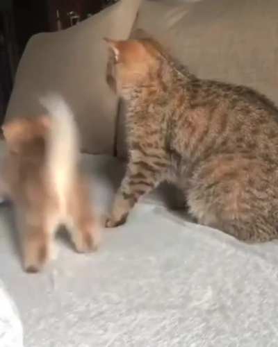 Training the fighting skills