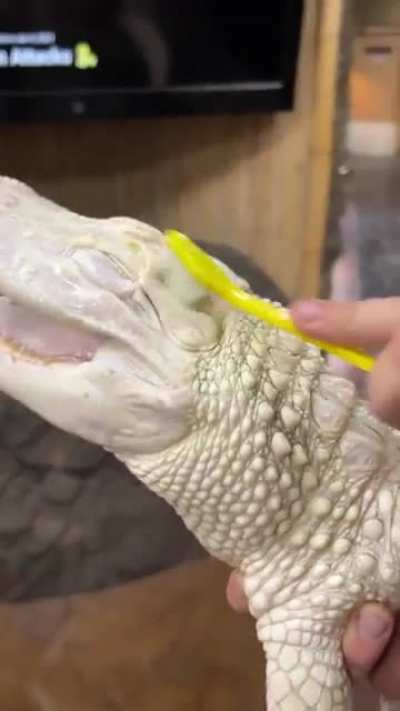 Coconut the albino gator loves scrubbies!