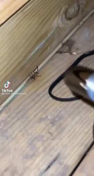 spider