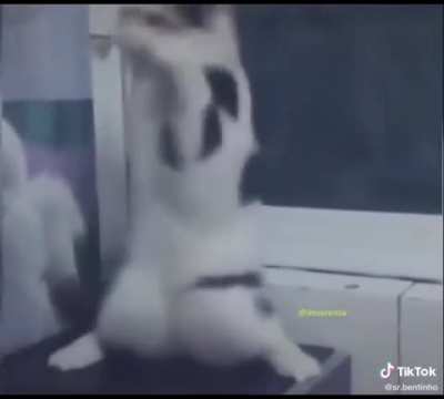 Gato jedi é atacado e vence a batalha :D