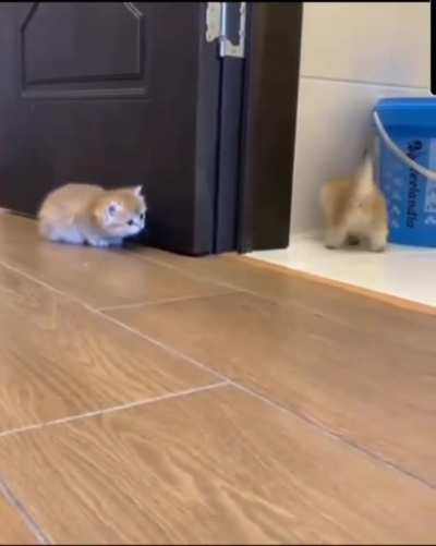 Tiny floof gets big startles
