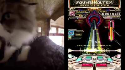 holy shit this cat is a god