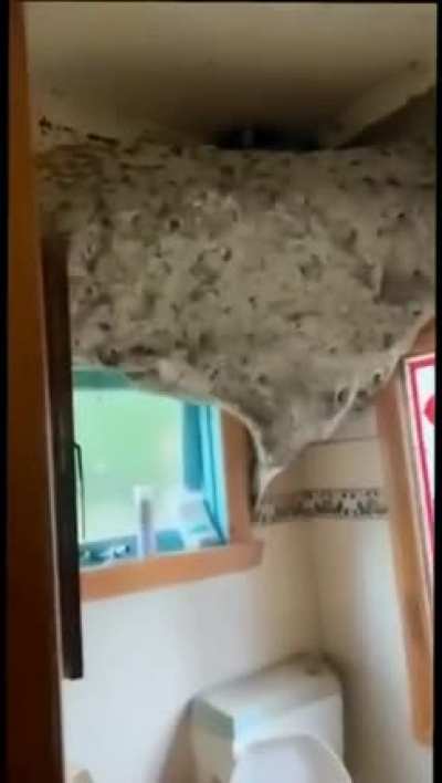 Huge wasp nest!