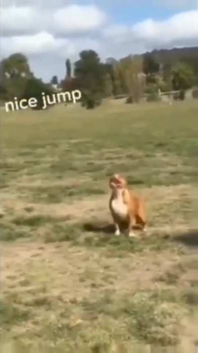 Nice jump