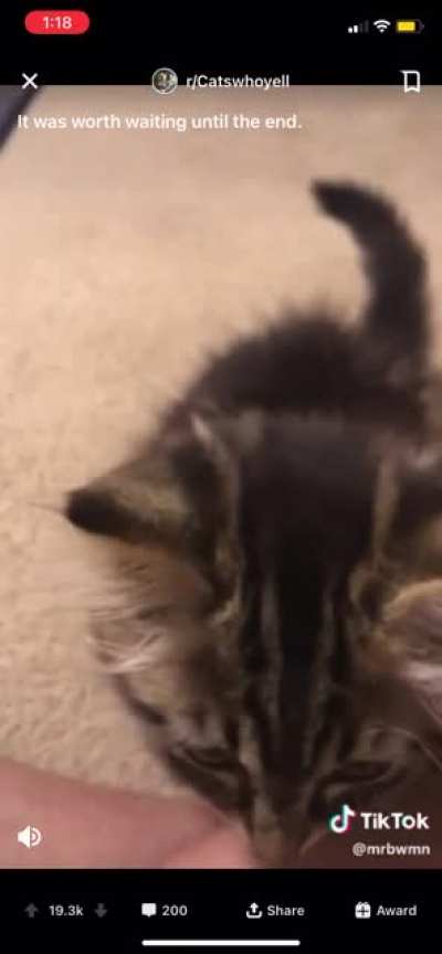 Cat MAD (Flair? Also if repost, I’ll delete it
