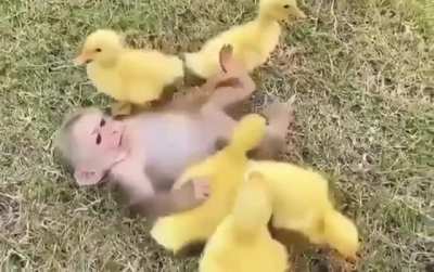 Baby monkey and his baby duck buddies 💕