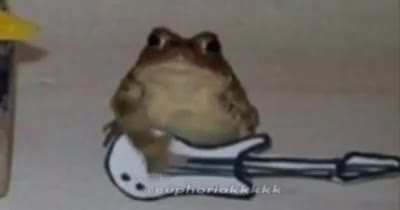 Frog