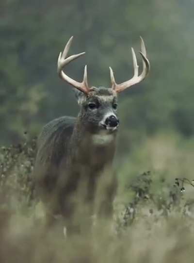 A deer shaking off rainwater