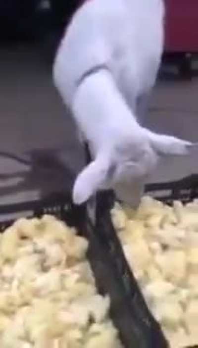 i thought goat is herbivore