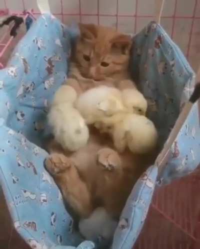 I'm bird mama