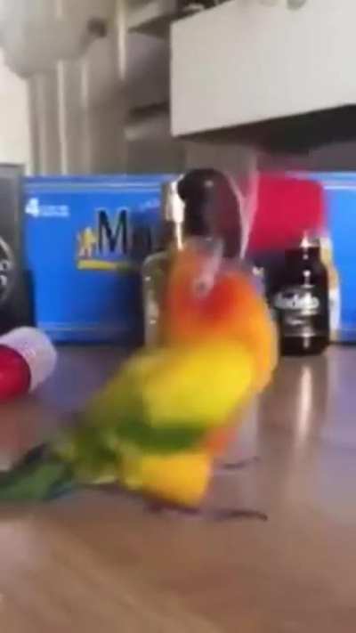 POoR pArRoT gOt eLecTrOcUtEd t0 dEaTh HoUsE