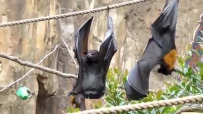 Lazy-ass Bat!