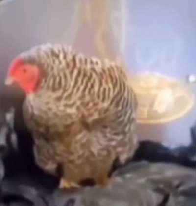 Blursed Egg