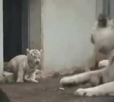 Apex predator