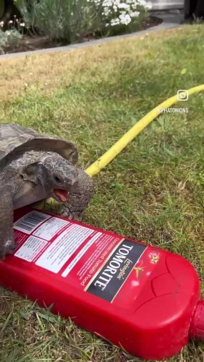 Camed Turtle