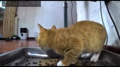 All nine lives.